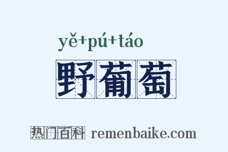野葡萄是什么意思的图片